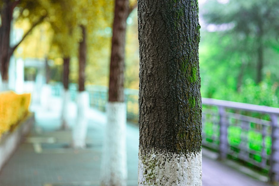 Close-up view of a tree trunk with dark, textured bark and patches of green moss near the base, situated along a paved pathway lined with similar trees, which are painted white at the lower sections.